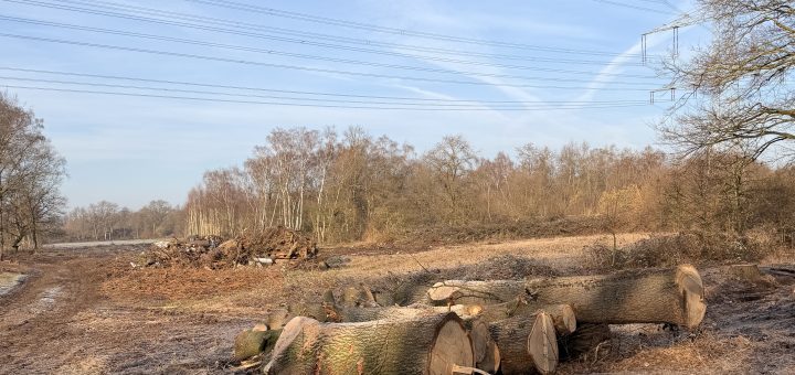 Rodung Landwehrstraße