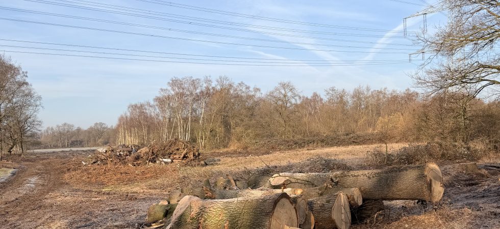 Rodung Landwehrstraße